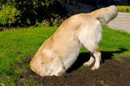 perro escavando.jpg