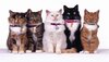 5-razas-de-gatos-impresionantes-960x540.jpg
