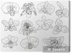 cuadros-en-lienzo-once-black-orchid-flores-bocetos.jpg