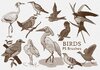 20-birds-ps-brushes-abr-vol-1.jpg
