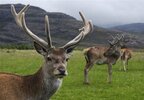 File_Red deer stag_jpg - Wikipedia, the free encyclopedia.jpg