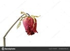 depositphotos_180049618-stock-photo-red-rose-wither-branch-white.jpg