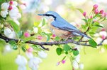 spring-bird-2295431_1280.jpg